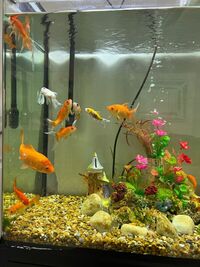 11x gold fish