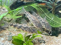 Rare Catfish - Scleromystax Macropterus