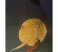 Albion pearl 16/17 inch female sting ray