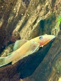 Lemon Blue Eye Bristlenose Pleco L144