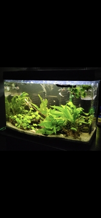 Tropical fish for sale