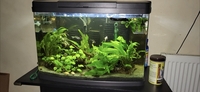 Tropical fish for sale