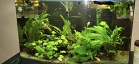 Tropical fish for sale