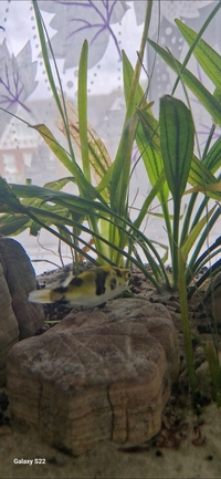 South american Puffer Colomesus asellus
