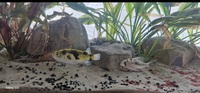 South american Puffer Colomesus asellus