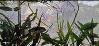 South american Puffer Colomesus asellus