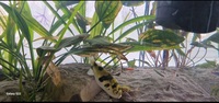 South american Puffer Colomesus asellus