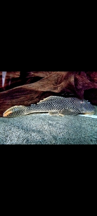 L014 - SUNSHINE PLECO XXL