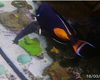 Achillies Tang @ 5+ inches