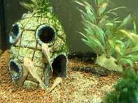 Small Albino and Black Plecs - South Wales