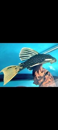 Luteus Pleco RARE