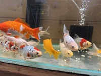 Pond Fish - Shubunkins and Goldfish For Sale