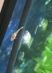 Juvenile Bristlenose pleco’s