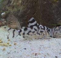 CW111 Corydoras