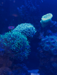 120L Marine Aquarium – Full Setup with Corals & Equipment