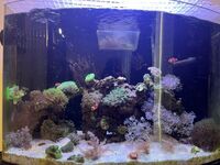 120L Marine Aquarium – Full Setup with Corals & Equipment