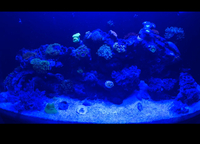 120L Marine Aquarium – Full Setup with Corals & Equipment