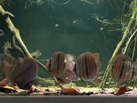 Wild Heckel Discus fish 6"-6.5"