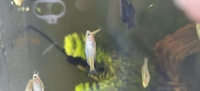 Boesemani Rainbow Juveniles £3.50 each