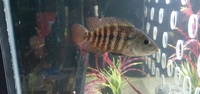 Female red terror festae 5 inch+