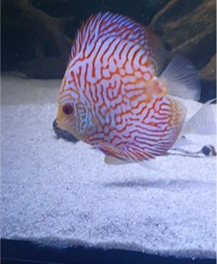 5 inch discus