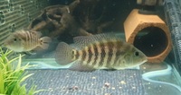 Female red terror festae 5 inch+