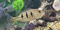 Kelberi peacock bass