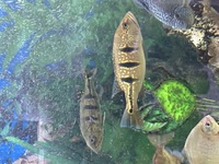 Kelberi peacock bass