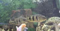 Kelberi peacock bass