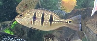 Kelberi peacock bass