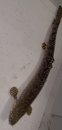 Ornate bichir