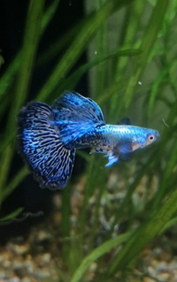 Blue Dragon Guppy Pairs & Trios
