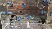 Blue Dragon Guppy Pairs & Trios
