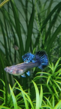 Blue Dragon Guppy Pairs & Trios