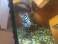 Polar Blue, Platinum, Convict mixes