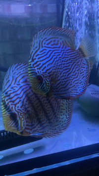 Discus breeding pair