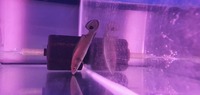 Pike cichlid