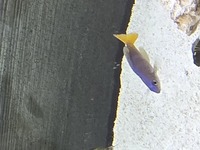 Leptosomas