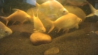 Large Albino Tinfoil barbs