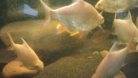 Large Albino Tinfoil barbs