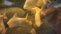 Large Albino Tinfoil barbs