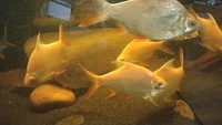Large Albino Tinfoil barbs