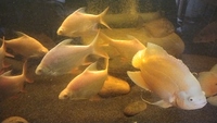Large Albino Tinfoil barbs
