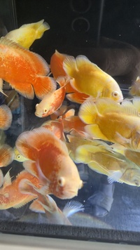Lemon and chilli reds Oscars