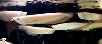 Albino Arowanas