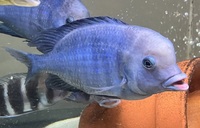 Big Dolphins for sale