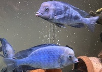 Big Dolphins for sale