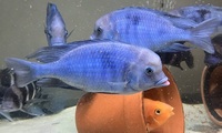 Big Dolphins for sale