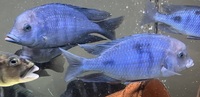 Big Dolphins for sale