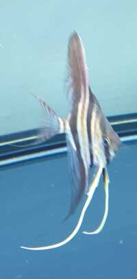 2 x Altum Angelfish Wild